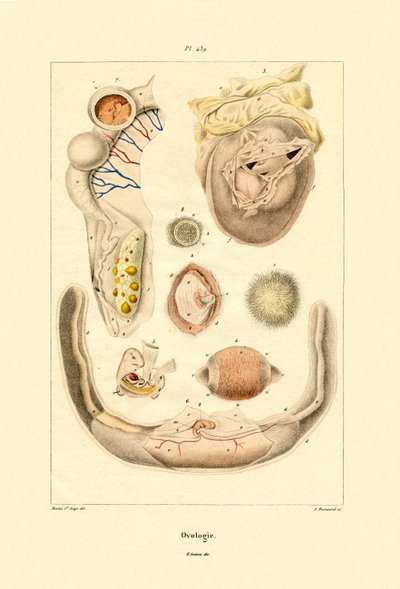 Ovologia da French School